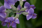 Blue wild indigo